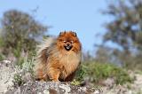 SPITZ ALLEMAND 160